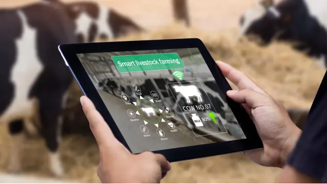 IoT-Powered Health Monitoring for Cows